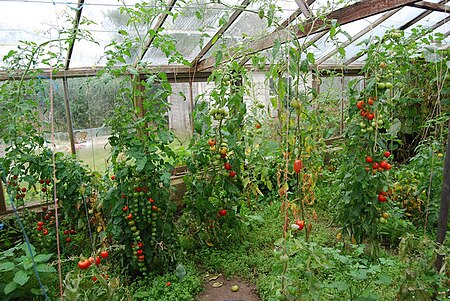 Fail:Tomatoes, Ynyslas Community Market Garden - geograph.org.uk - 1517169.jpg