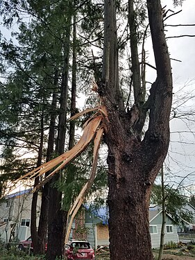 Tree split by tornado in Washington state