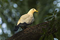 Torresian Imperial Pigeon - Darwin - Australia.jpg