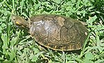 Miniatura para Trachemys venusta