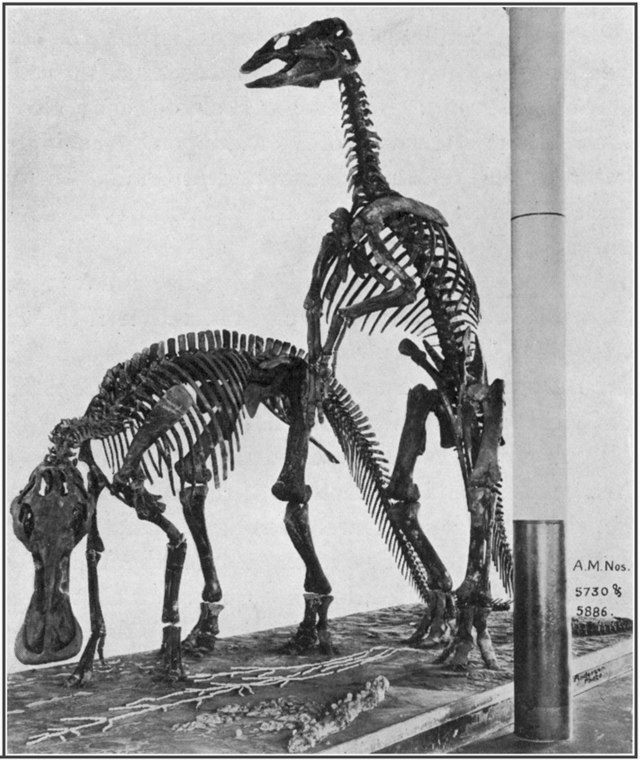 Az Edmontosaurus csontváza