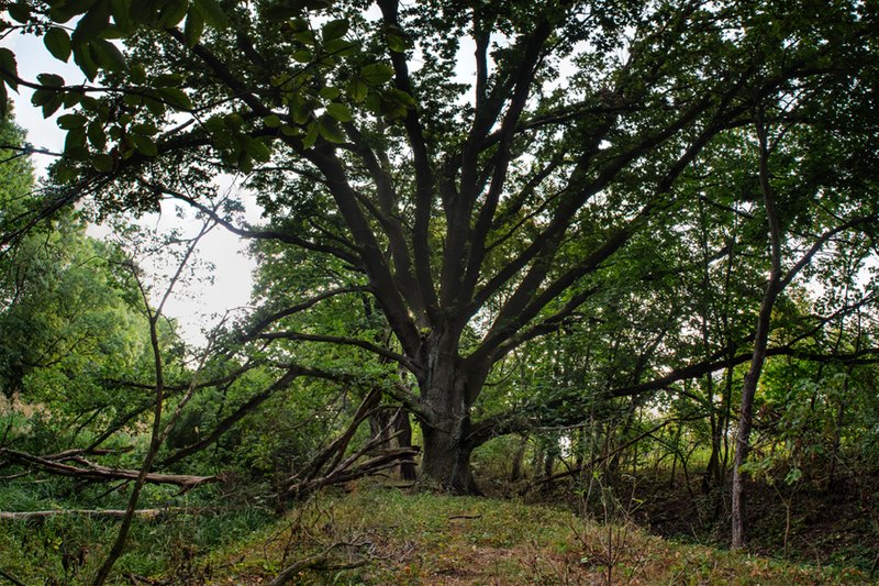 File:Treidelweg mit Eiche.jpg