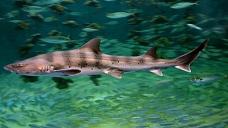 Banded houndshark