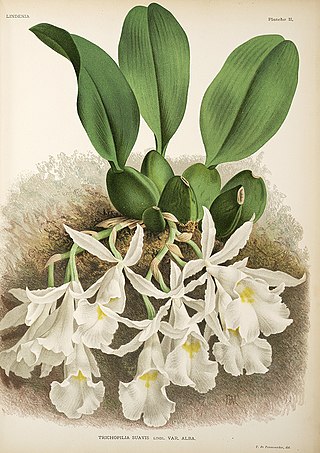 <i>Trichopilia suavis</i> Species of orchid