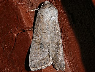 <i>Trichordestra lilacina</i> Species of moth
