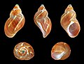 * Nomination Shell of a pheasant snail, Tricolia capensis --Llez 20:23, 16 October 2015 (UTC) * Promotion Good quality. --Ermell 20:50, 16 October 2015 (UTC)