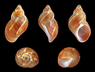 <i>Tricolia capensis</i> species of mollusc