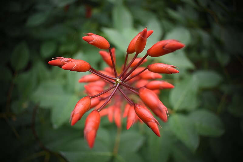 File:Tropical red flower1.jpg
