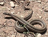 A living Tropidoclonion, or lined snake Tropidoclonion lineatum texanum.jpg