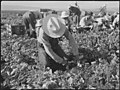 Tule Lake Relocation Center, Newell, California. Harvesting spinach. - NARA - 538375.jpg
