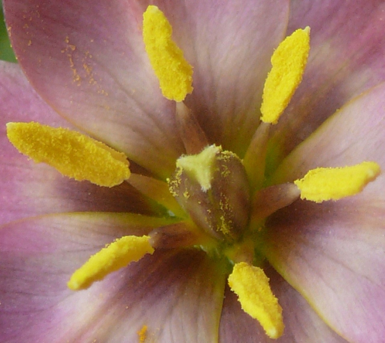 Тычинки тюльпана крупным планом фото