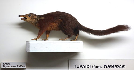 Tupaia tana - Museo Civico di Storia Naturale Giacomo Doria - ג'נובה, איטליה - DSC02515.JPG