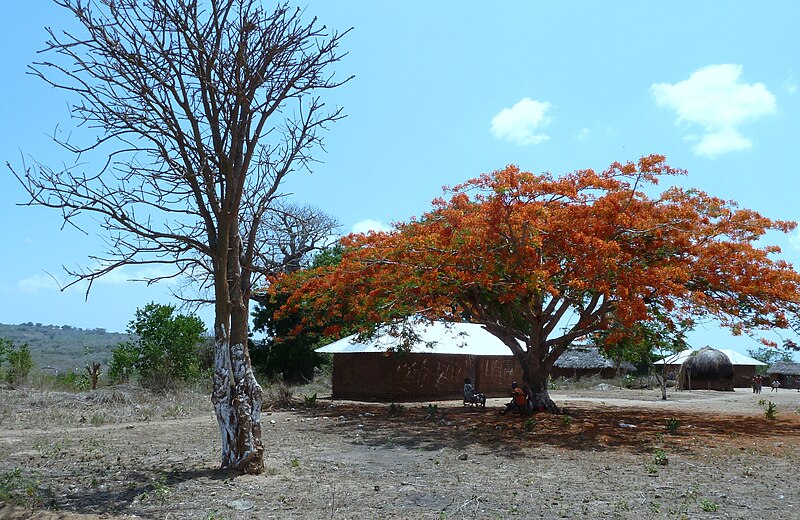 File:Two trees, Malindi, Кения - panoramio.jpg