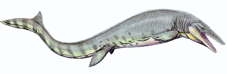 File:Tylosaurus pembinensis 1DB flipped.jpg