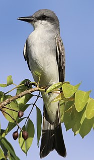 <span class="mw-page-title-main">Gray kingbird</span> Species of bird