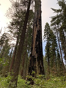 Mother of the Forest US CA SP Calaveras Big Trees 2020sep06 Mother of the Forest.jpg