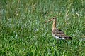 * Nomination Black-tailed godwit (limosa limosa) on Spiekeroo --Ssprmannheim 20:29, 27 January 2020 (UTC) * Promotion  Support Good quality. --JoachimKohler-HB 22:29, 27 January 2020 (UTC)