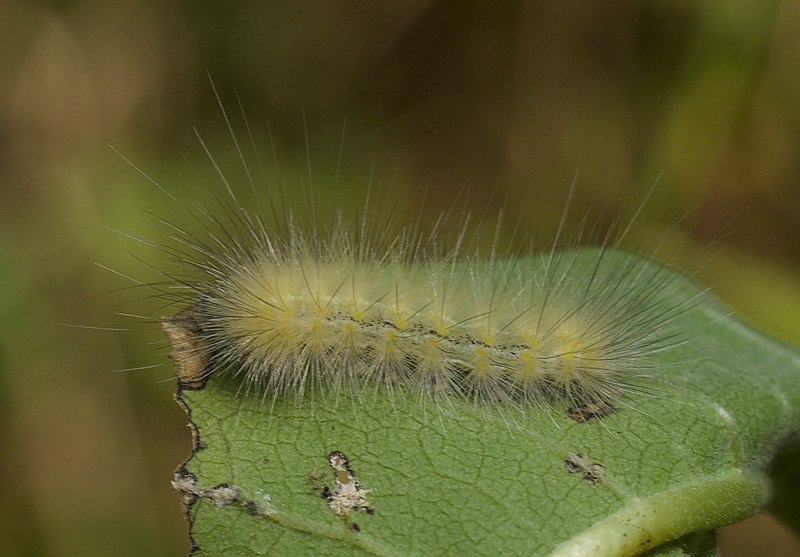 File:Unidentified Caterpillar (36872087111).jpg