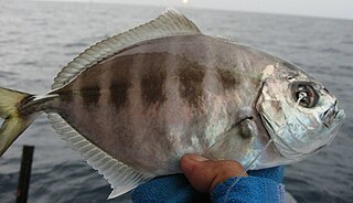 <i>Uraspis uraspis</i> Species of fish