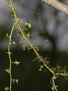 <i>Utricularia minor</i> species of plant