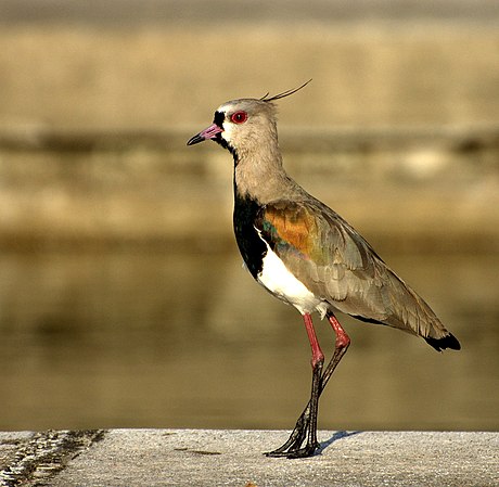 Птица стоит. Кайенская пигалица. Vanellus Chilensis. Белохвостая пигалица. Приганица.