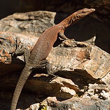 Varanus hamersleyensis dans le parc national de Karijini en mai 2017.