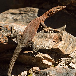 Southern Pilbara rock goanna Species of lizard