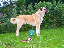 Varish, Anatolian Shepherd, Kangal.jpeg