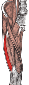 Vastus lateralis muscle.png