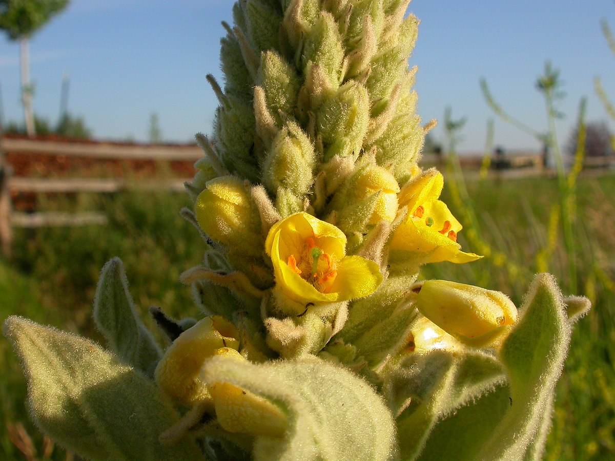 Verbascum Thapsus