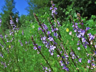 <i>Verbena halei</i> Species of plant