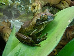 Tanzaninė šokliavarlė (Leptopelis vermiculatus)