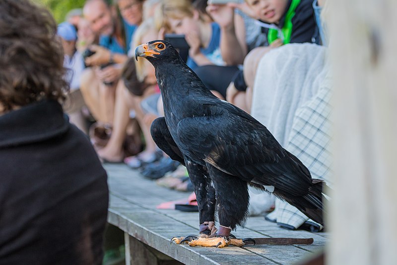 File:Verreaux's Eagle (22450447030).jpg