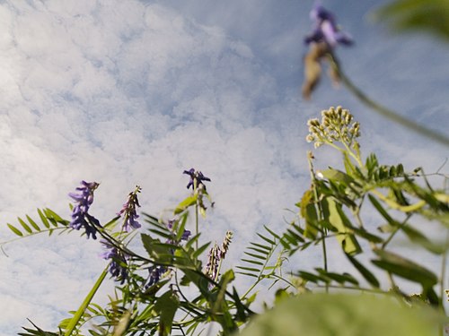 vicia and sky