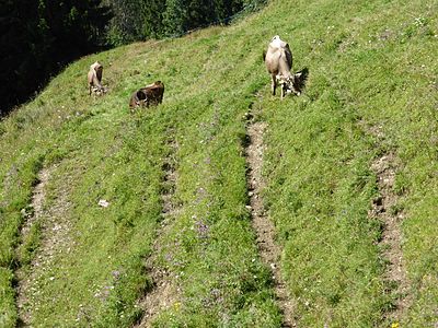 Landwirtschaft im Oberallgäu, Kühe mit deren Wegen (Viehgangeln, Foto), sonnige Bergwiese am Grünten.