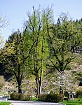 4 summer linden trees in Lölling