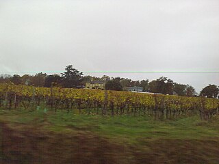 Виноградники