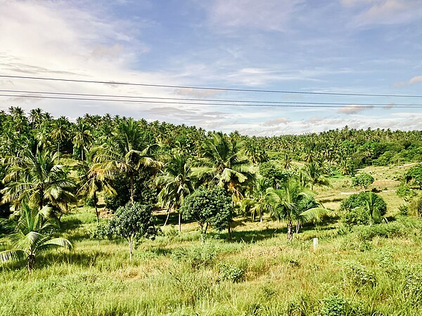 Image: Vikindu Coconuts