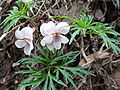 細裂堇菜 (Viola chaerophylloides var. sieboldiana) Taken in Mt. Lushan 2008-04-03