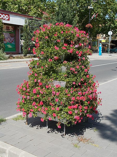 File:Virág, Szent István tér, 2018 Ráckeve.jpg