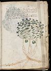 Voynich Manuscript (23).jpg