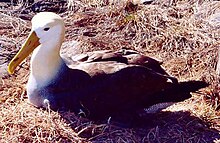 Aedes taeniorhynchus is an ectoparasite of waved albatrosses Waved albatross nesting.jpg