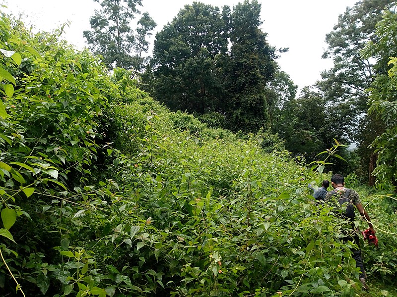 File:Weeds of parambikulam forest - 1.jpg