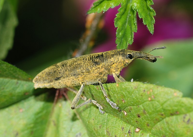 File:Weevil February 2008-1.jpg