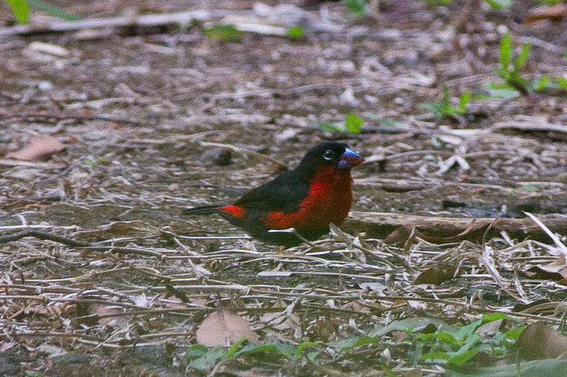 File:Western Bluebill (Spermophaga haematina).jpg