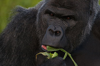 Gorille des plaines de l'ouest (Gorilla gorilla gorilla) du zoo de Bristol. (définition réelle 2 048 × 1 365)