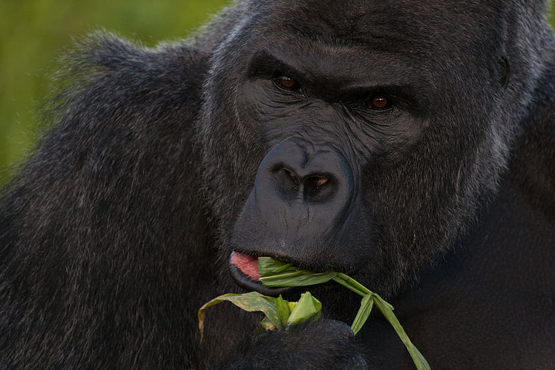File:Western lowland gorilla (Gorilla gorilla gorilla) closeup eating.jpg