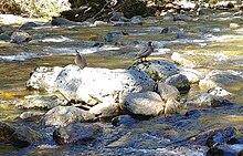 A breeding pair in the wild, in Fiordland National Park (2017). Whio pair Iris Burn Stevage.jpg