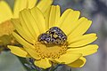 * Nomination White-spotted barbary bugs (Oxythyrea funesta) mating --Charlesjsharp 15:08, 9 June 2024 (UTC) * Promotion  Support Good quality. --Alexander-93 15:53, 9 June 2024 (UTC)