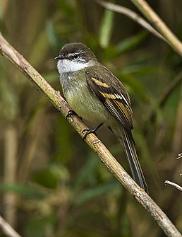 Тиранчик-довгохвіст білогорлий (Mecocerculus leucophrys)